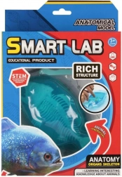 Videnskabeligt anatomisæt – fisk