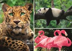 Puslespil dyr – collage 1000 brikker EKO