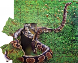 Just Jigsaws Slangens livscyklus lag-på-lag træpuslespil