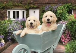 Ravensburger puslespil Golden Retrievers 200 brikker