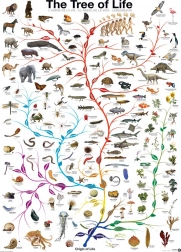 Puslespil EUROGRAPHICS Livets træ 1000 brikker