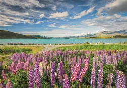 Clementoni puslespil Lupiner ved Lake Tekapo 1500 brikker