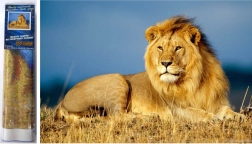 Diamantmaleri Løvens Majestæt 30x40 cm