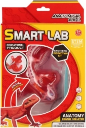 Videnskabeligt anatomisæt – firben