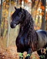 Diamantmosaik – sort hest