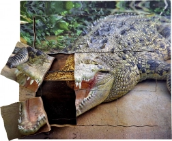 Trælag-puslespil Krokodille - livscyklus