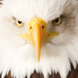 Firkantet puslespil CURIOSI Q Animal Ørn, 66 brikker