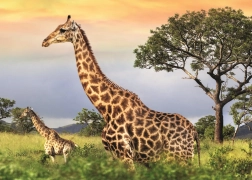 Puslespil Giraffefamilie 1000 brikker