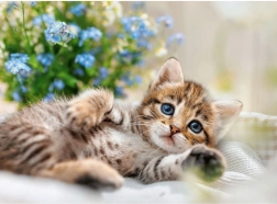 Puslespil RAVENSBURGER Kæleligt killing 500 brikker