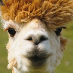 Firkantet puslespil CURIOSI Q Animal Alpaka 66 brikker