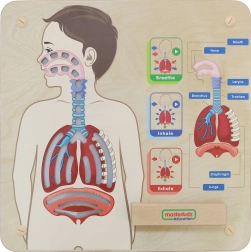 Masterkidz træ-læringstavle: Respiration