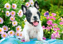 Puslespil 500 brikker French Bulldog Puppy