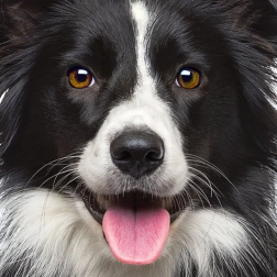 Firkantet puslespil Q Animal: hund 66 brikker