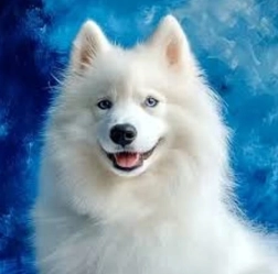 Diamanthåndværk samojed 30 × 40 cm