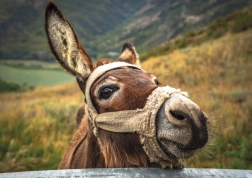 Puslespil æsel i bjergene 500 brikker DINO