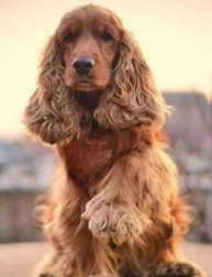 Diamantmaling – cocker spaniels hilsen 30 × 40 cm
