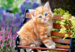 Puslespil 500 brikker – Ginger Kitten