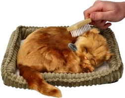 Adoptionssæt killing tyrkisk angora