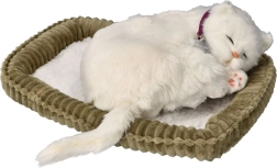 Adopter mig korthåret hvidt killing