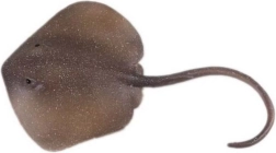 Figur af østlig pighalerokke