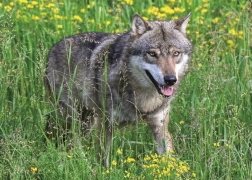 Ravensburger puslespil frygtløs ulv 1000 brikker