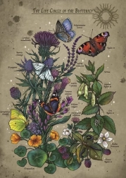 Puslespil Sommerfuglens livscyklus 1000 brikker