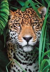 Puslespil 500 brikker – jaguar i junglen CLEMENTONI