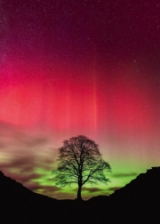 Heye Puslespil Naturens Kraft: Sycamore Gap 1000 Brikker