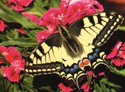 Ravensburger puslespil Smuk sommerfugl 500 brikker