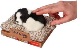 Sovende border collie på hundeseng