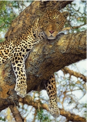 Puslespil Leopard 1000 brikker