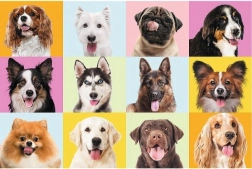 Puslespil 60 brikker – søde hvalpe TREFL