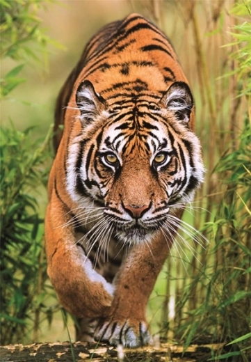 Realistisk tigermotiv fyldt med detaljer
