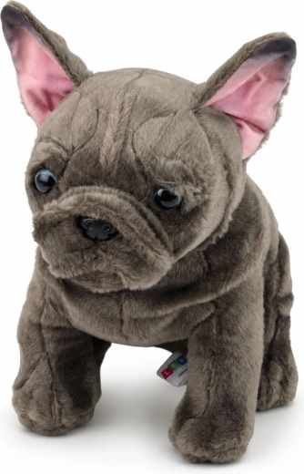 Realistiske detaljer på en fransk bulldog