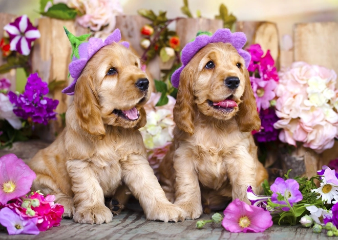 Puslespil cocker spaniel-hvalpe med blomsterhatte 1000 brikker