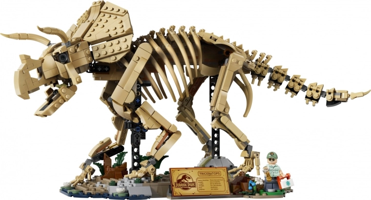 Detaljeret triceratops-skelet som udstillingsmodel