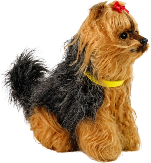 Sødt yorkshireterrier-udseende