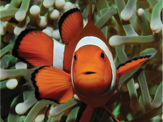 Fortryllende motiv fra undervandsverdenen