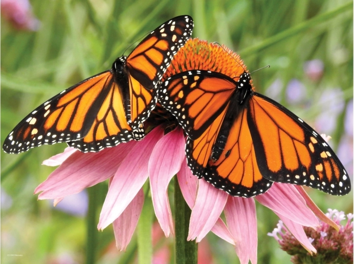 Realistisk 3D-effekt af sommerfugle