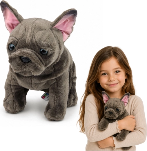 Plysfransk bulldog 22 cm