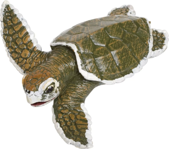 Unge af caretta caretta (uægte karette) – 1 stk.