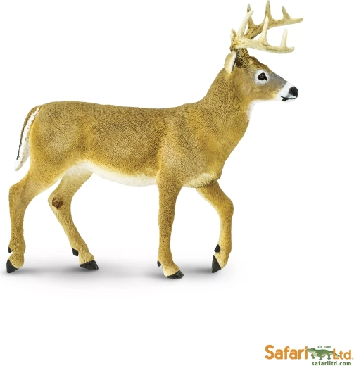 Hvidhalet hjort Safari Ltd.