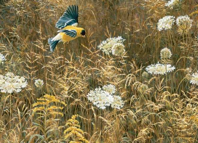 Puslespil COBBLE HILL Dronning Annes kniplingsblomst og amerikansk gyldenris, 500 brikker