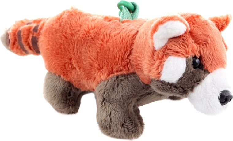 Sødt udseende af rød panda