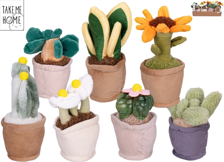 Plysbægrede stueplanter Take Me Home 12–17 cm, 7 typer