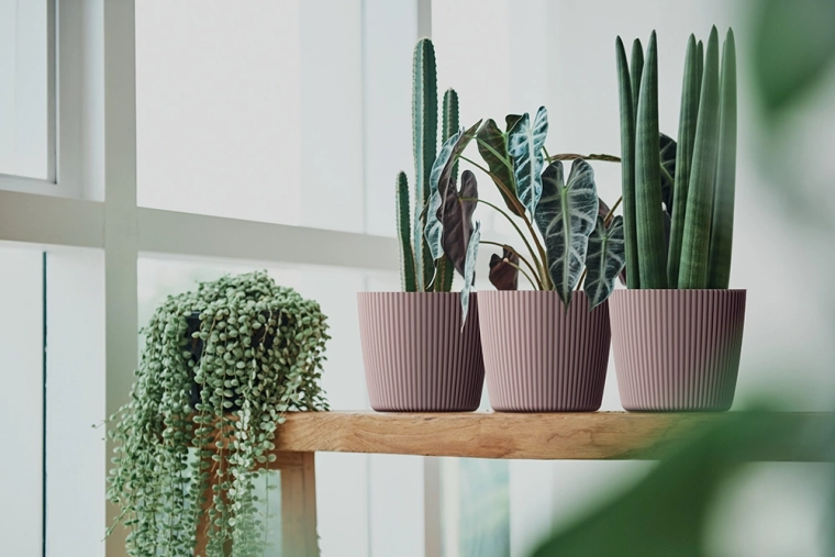 Ideel til mindre planter