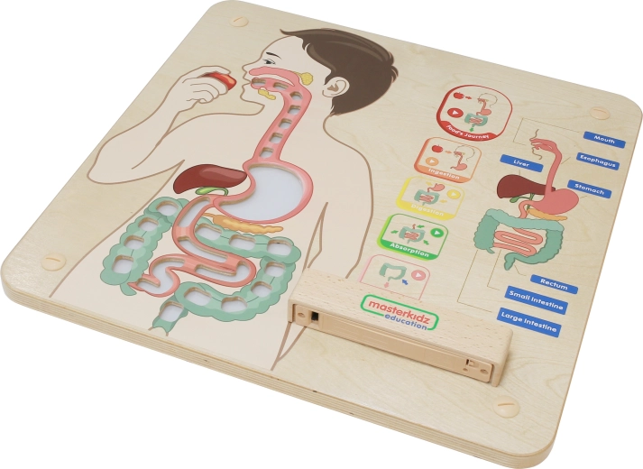 Overskueligt anatomisk hjælpemiddel