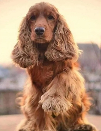 Diamantmaling – cocker spaniels hilsen 30 × 40 cm