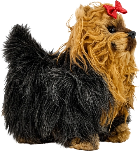 Sødt udseende som en Yorkshireterrier