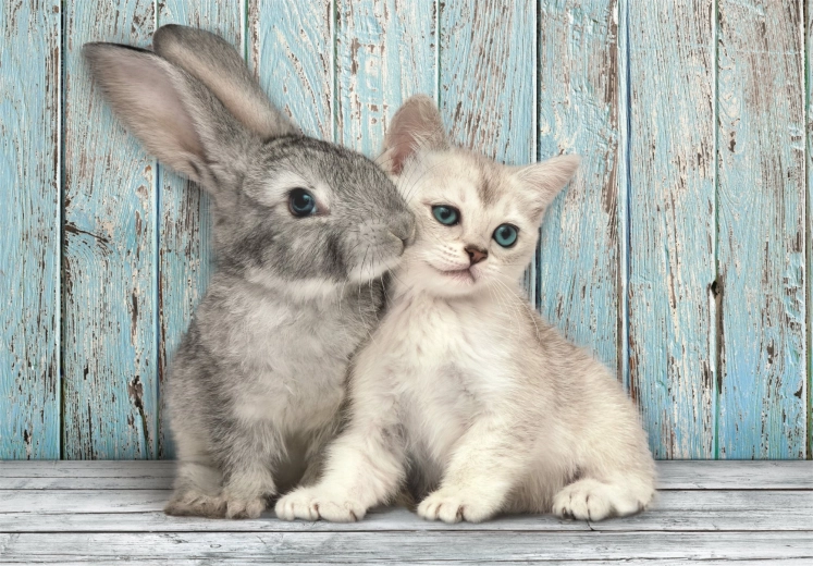 puslespil 500 brikker kompakt kat og kanin